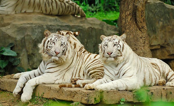 chiang-mai-zoo-review