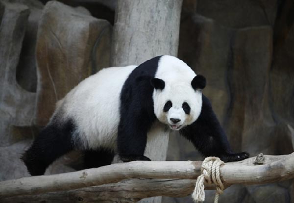 linping-panda-chiang-mai-zoo