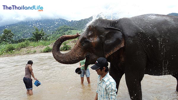 elephant-natura-park-chiang-mai