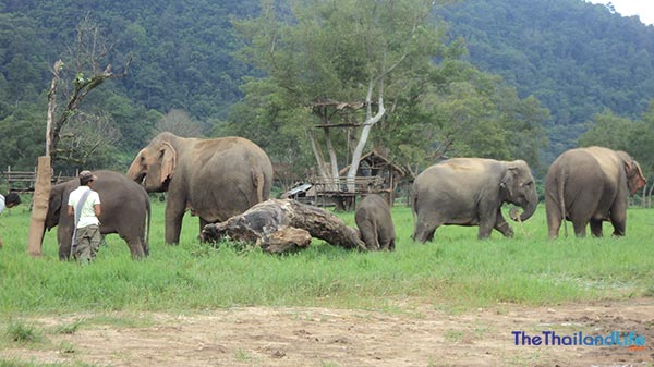 thailand-elephant-nature-park