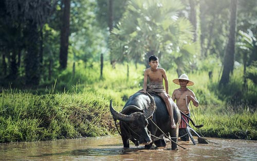 buffalo thailand facts