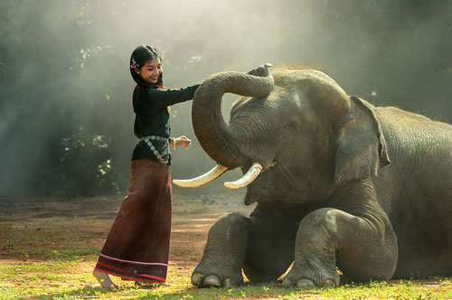 elephant-thailand