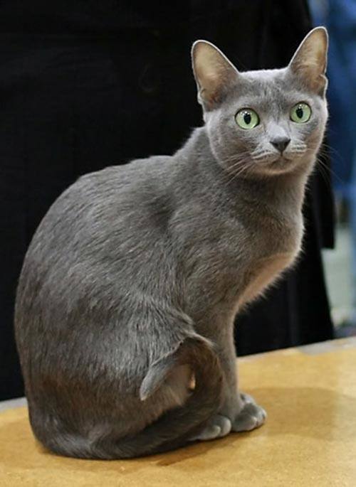 korat cat