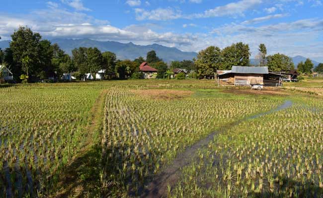 farmland-thailand