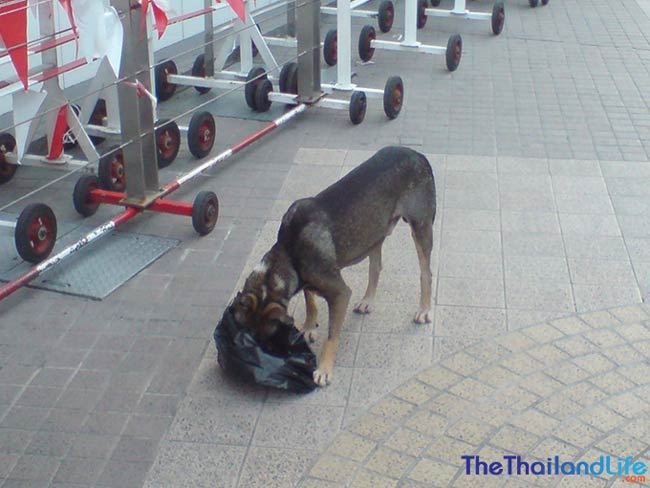 street dog thailand