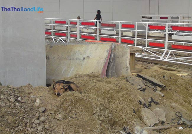 soi-dog-building-site