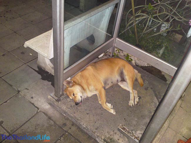 soi dog phone box