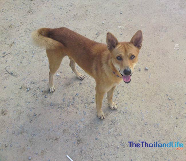 The Soi Dogs of Bangkok: A Struggle for Survival on the Streets