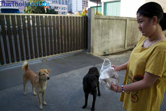 thai feeding soi dog