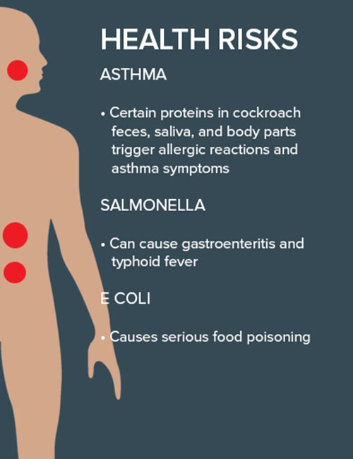 cockroach health risks
