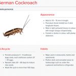 german-cockroach-thailand