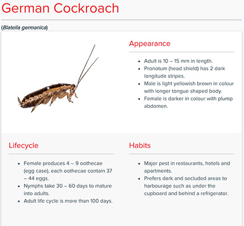 german-cockroach-thailand