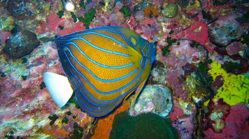 dive trips thailand