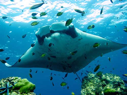 best diving site koh lanta