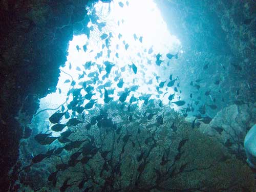 diving in Koh Phi Phi