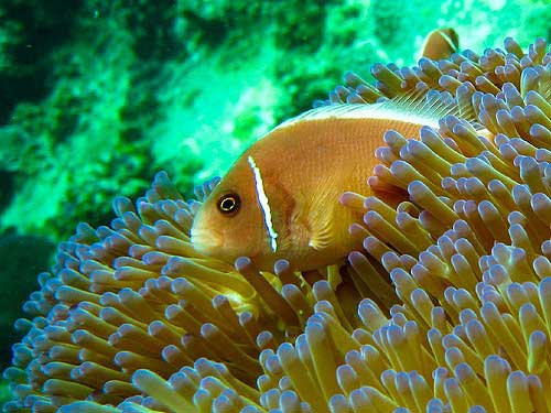 koh tao best diving sites