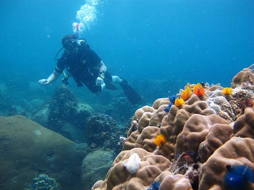 best diving sites in thailand