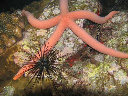 similan islands best diving sites