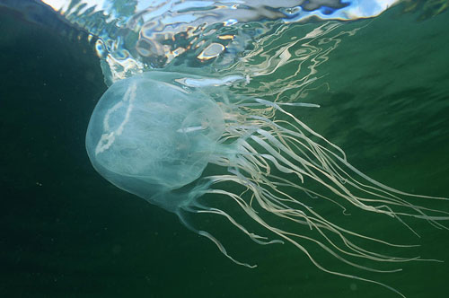 chironex-fleckeri-box-jellyfish