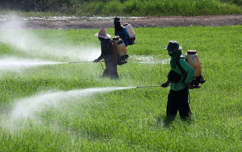 pesticides thailand