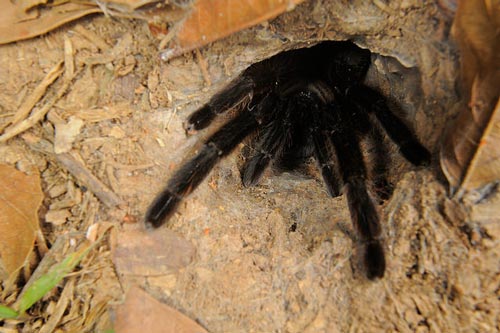 black tarantula thailand