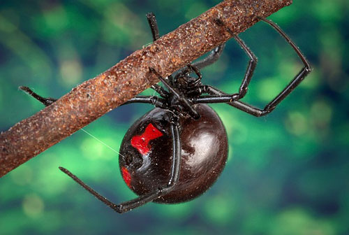 black widow spider thailand