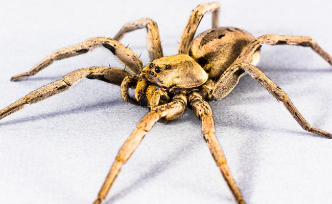 wolf-spider-thailand