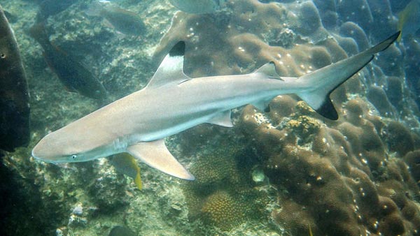 blacktip reef shark thailand