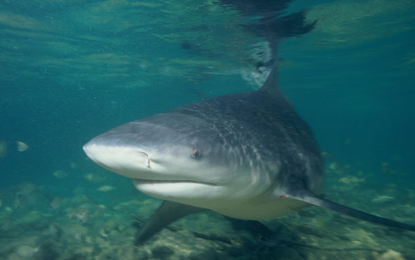 bull shark thailand