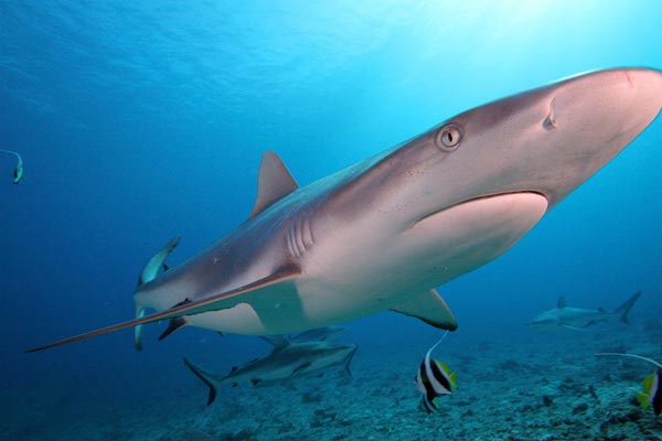 grey reef shark