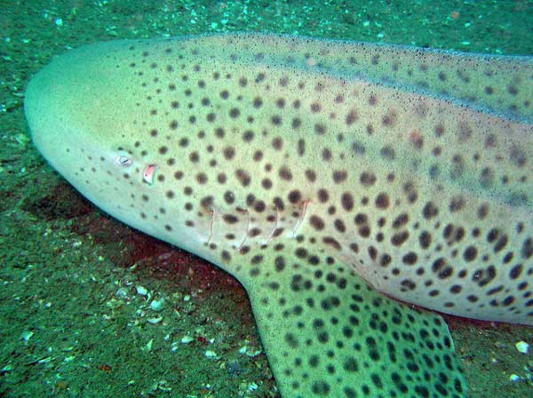 leopard shark thailand