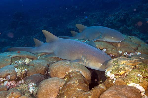 nurse shark thailand