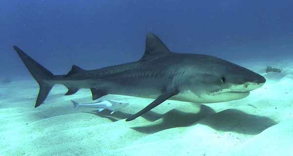 tiger shark thailand