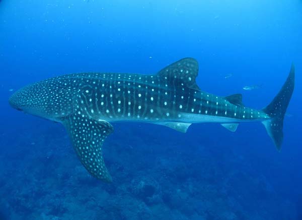 whale shark thailand