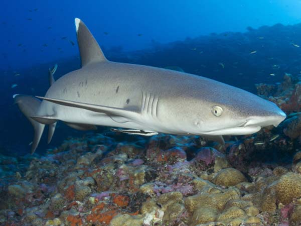 whitetip reef shark thailand