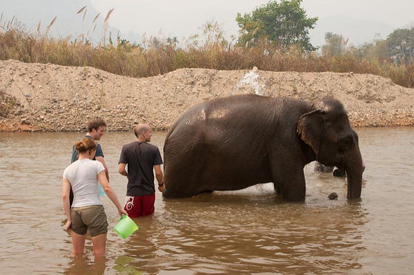 volunteer-elephants-thailand