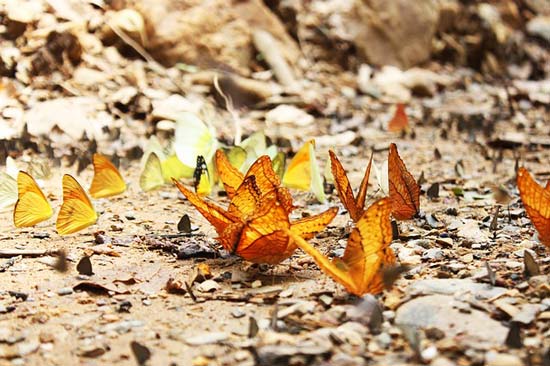 butterflies-on-trail-thailand