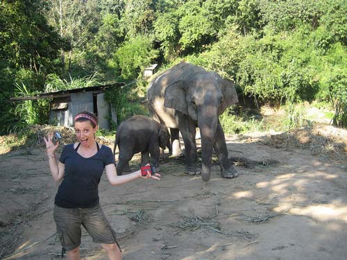 elephants-chiang-mai-trekking