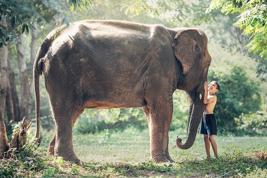 beautiful-elephant-thailand