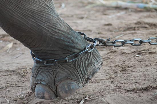 elephant-chained-thailand