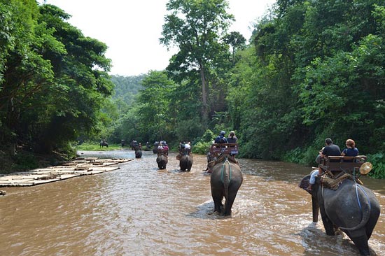 elephant-tourism-thailand