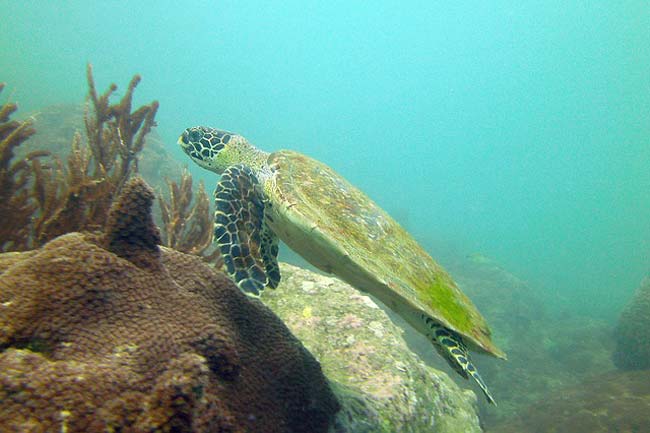 turtle-koh-samui