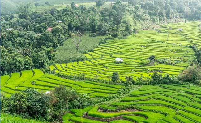 rice-paddies-chiang-mai