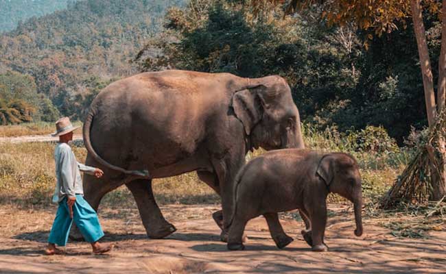 elephants-chiang-mai