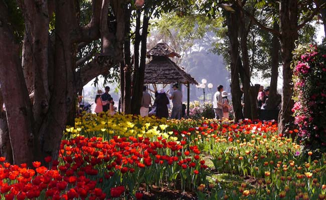 chiang-rai-flower-festival