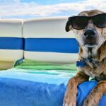 Pet Travel Guide: How to Bring Your Furry Friend to Thailand