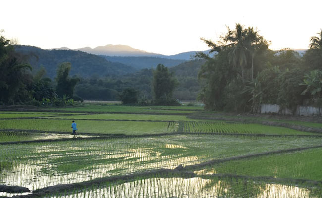rice paddies in northern thailand